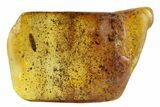 Detailed Fossil Beetle (Coleoptera) in Baltic Amber #234498-3